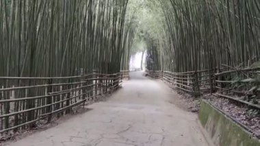Wugayan Bambu Ormanı, Miaoli-Nov 3, 2021 deniz seviyesinden 1000 metre yukarıda, en güzel bambu ormanı sırrı, Tayvan