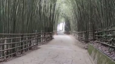 Wugayan Bambu Ormanı, Miaoli-Nov 3, 2021 deniz seviyesinden 1000 metre yukarıda, en güzel bambu ormanı sırrı, Tayvan