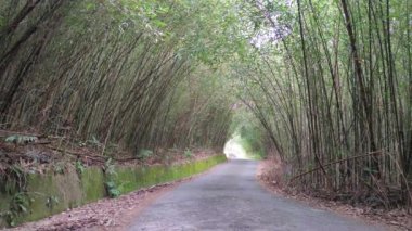 Wugayan Bambu Ormanı, Miaoli-Nov 3, 2021 deniz seviyesinden 1000 metre yukarıda, en güzel bambu ormanı sırrı, Tayvan