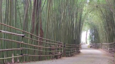 Wugayan Bambu Ormanı, Miaoli-Nov 3, 2021 deniz seviyesinden 1000 metre yukarıda, en güzel bambu ormanı sırrı, Tayvan
