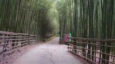 Wugayan Bambu Ormanı, Miaoli-Nov 3, 2021 deniz seviyesinden 1000 metre yukarıda, en güzel bambu ormanı sırrı, Tayvan