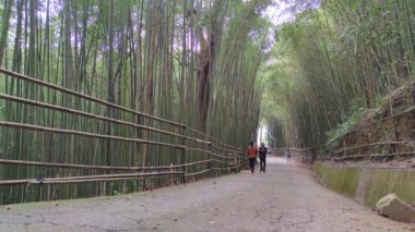 Wugayan Bambu Ormanı, Miaoli-Nov 3, 2021 deniz seviyesinden 1000 metre yukarıda, en güzel bambu ormanı sırrı, Tayvan