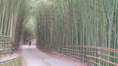 Wugayan Bambu Ormanı, Miaoli-Nov 3, 2021 deniz seviyesinden 1000 metre yukarıda, en güzel bambu ormanı sırrı, Tayvan