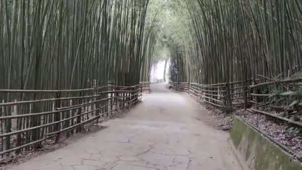 Wugayan Bamboo Forest Miaoli Nov 2021 1000 아름다운 대나무 타이완 — 비디오