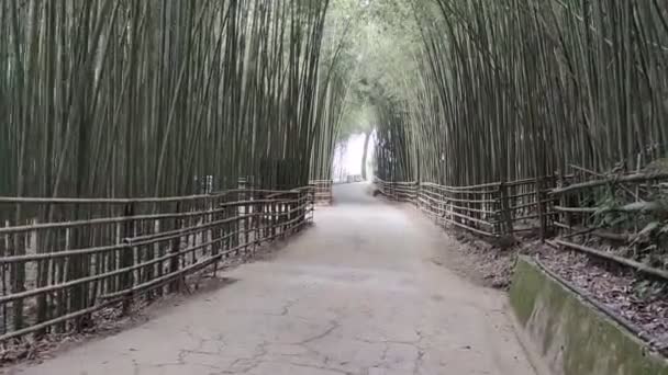 Wugayan Bamboo Forest Miaoli Nov 2021 1000 Метрів Над Рівнем — стокове відео