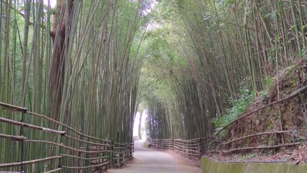 Wugayan Bamboo Forest Miaoli Nov 2021 1000 Metros Acima Nível — Vídeo de Stock