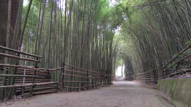 Wugyan竹の森 11月3 2021年 海抜1000メートル 最も美しい竹の森の秘密 — ストック動画
