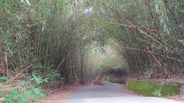 Wugayan Bamboo Forest Miaoli Nov 2021 1000 Metros Sobre Nivel — Vídeo de stock