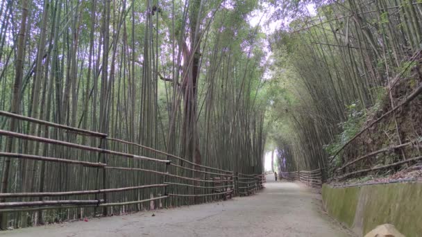 Wugayan Bamboo Forest Miaoli Nov 2021 1000 아름다운 대나무 타이완 — 비디오
