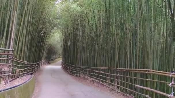 Wugayan Bamboo Forest Miaoli Nov 2021 1000 Meter Boven Zeespiegel — Stockvideo