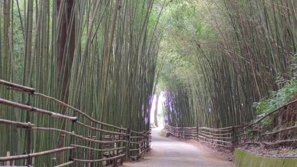 Wugayan Bamboo Forest Miaoli Nov 2021 1000 Meter Boven Zeespiegel — Stockvideo