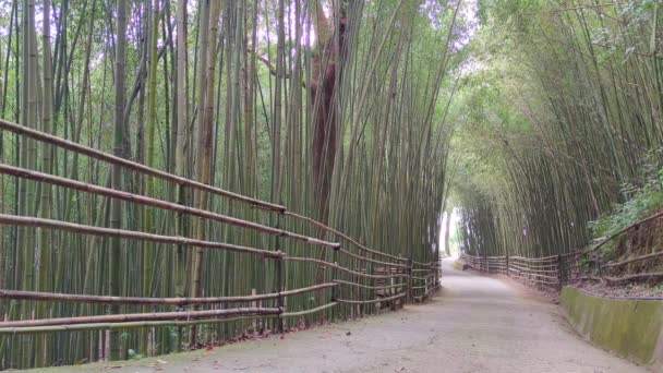 Δάσος Wugayan Bamboo Miaoli Nov 2021 1000 Μέτρα Πάνω Από — Αρχείο Βίντεο