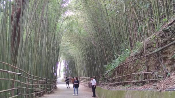 Wugayan Bamboo Forest Miaoli Nov 2021 1000 Метрів Над Рівнем — стокове відео