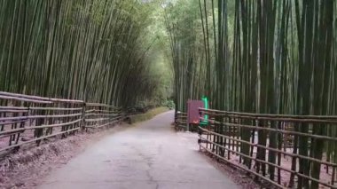 Deniz seviyesinden 1000 metre yukarıda, en güzel bambu ormanı sırrı, Tayvan
