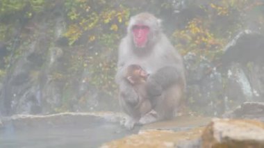 Japon Kar Maymunları Japonya 'nın Nagano şehrinin kaplıcalarında banyo yapıyor.