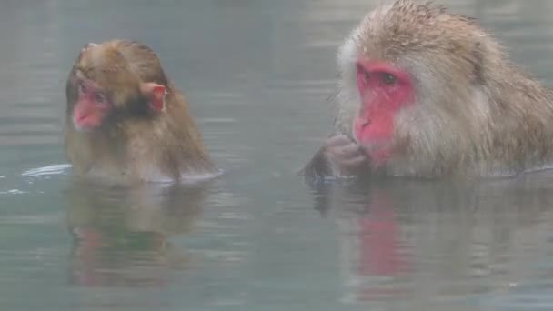 Los Monos Nieve Los Macacos Japoneses Bañan Las Aguas Termales — Vídeos de Stock