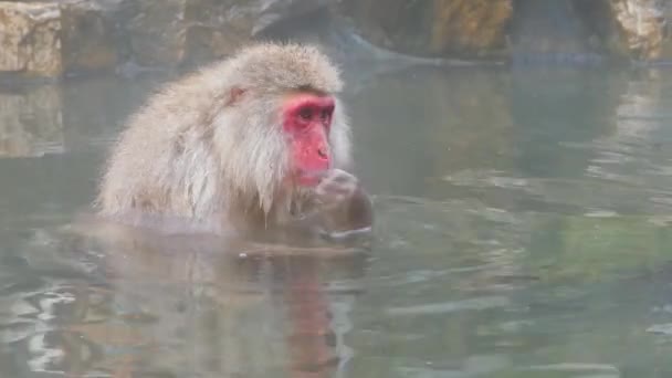 Śnieżne Małpy Japońskie Macaques Kąpią Się Gorących Źródłach Nagano Japonia — Wideo stockowe