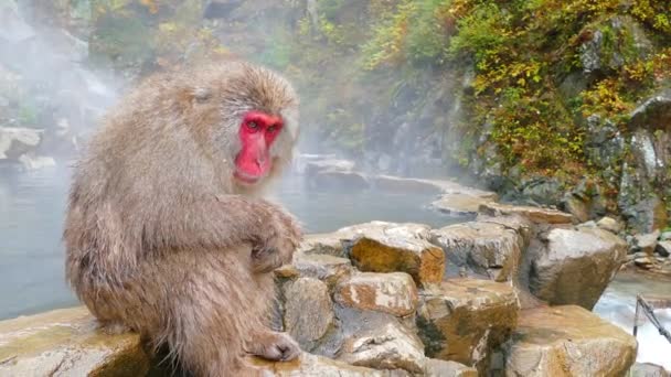 Scimmie Delle Nevi Macachi Giapponesi Bagnano Nelle Sorgenti Termali Onsen — Video Stock