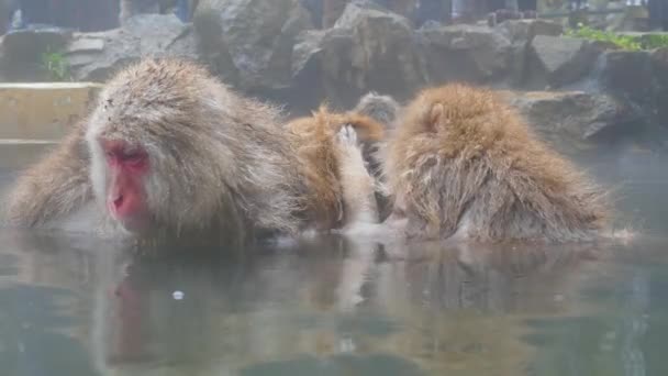 Scimmie Delle Nevi Macachi Giapponesi Bagnano Nelle Sorgenti Termali Onsen — Video Stock