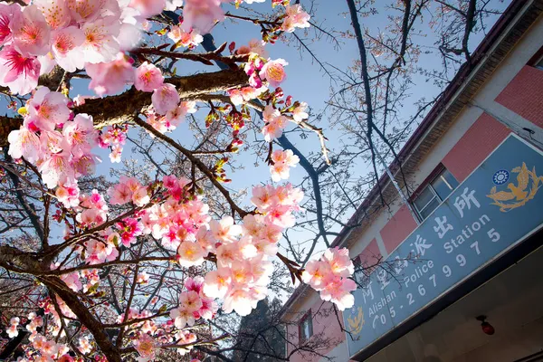 Alishské Třešňové Květy Chiayi Taiwan — Stock fotografie