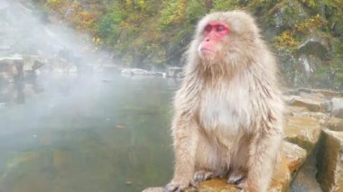 Japon Kar Maymunları Japonya 'nın Nagano şehrinin kaplıcalarında banyo yapıyor.