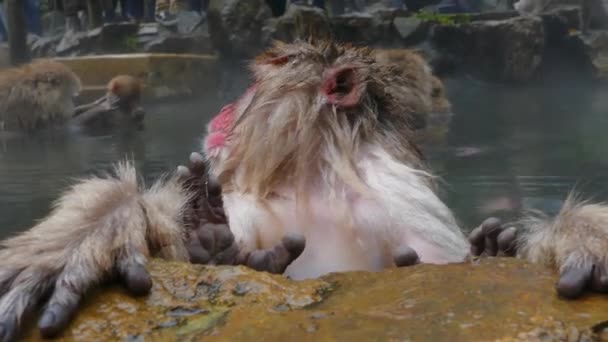 Snow Monkeys Japanese Macaques Bathe Onsen Hot Springs Nagano Japan — Stock Video