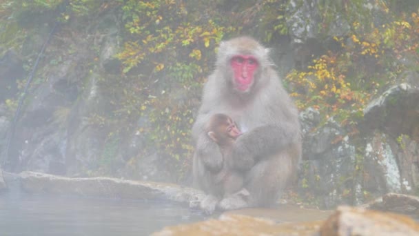 Die Schneeaffen Japanische Makaken Baden Den Heißen Quellen Von Nagano — Stockvideo