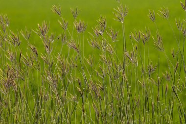 Pirinç tarlası güzel gündoğumu, Tayvan