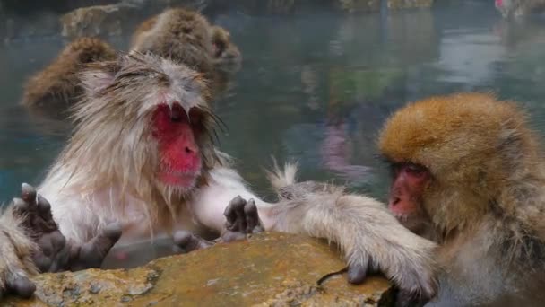 Los Monos Nieve Los Macacos Japoneses Bañan Las Aguas Termales — Vídeo de stock