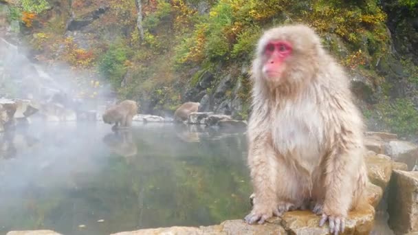 Sněžné Opice Japonské Macaques Koupat Onsen Horké Prameny Nagano Japonsko — Stock video