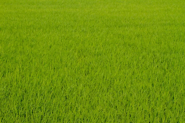 Das Reisfeld Schönen Sonnenaufgang Taiwan — Stockfoto
