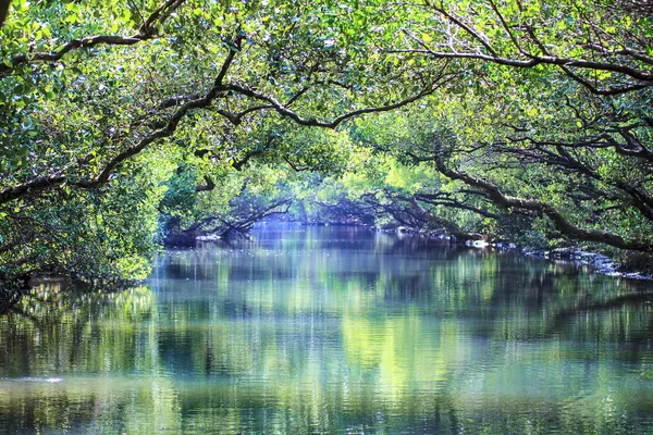 Roaming Tainan Four Grass Green Tunnel — Stock Photo, Image