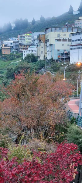 대만의 2011 대만의 대만에서 자라고 단풍나무 가자라고 아름다운 — 스톡 사진