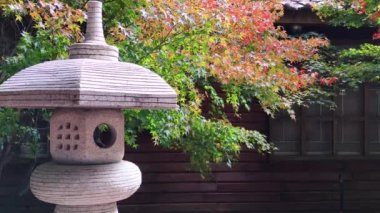 Fu Shou Shan Çiftliği, Tayvan - 17 Kasım 2011: Tayvan 'da yetişen tatlı ve organik erikli ve renkli akçaağaçlı güzel dağ