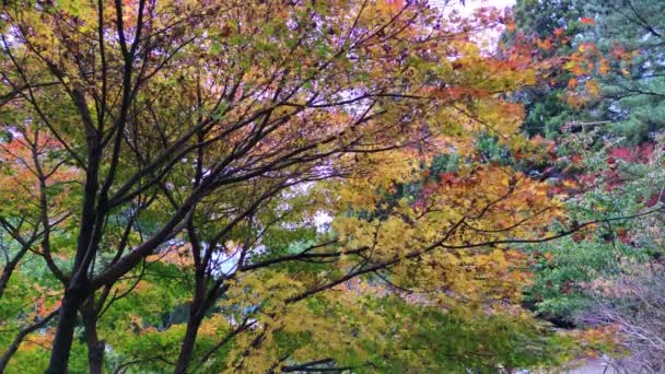 대만의 2011 대만의 대만에서 자라고 단풍나무 가자라고 아름다운 — 비디오