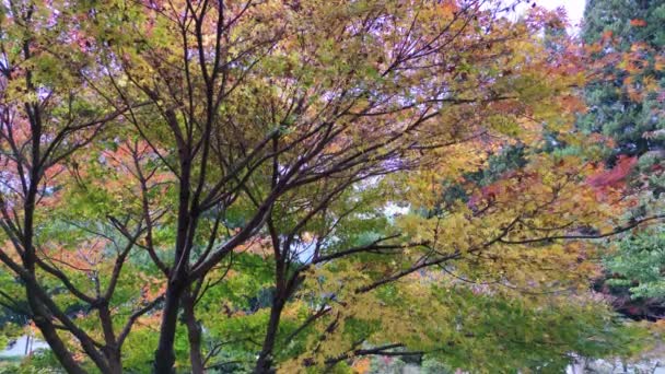 台湾富寿山农场 2011年11月17日 美丽的高山 美丽的李子生长 多姿多彩的枫树生长在台湾 — 图库视频影像