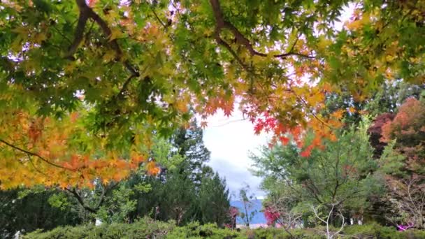 Sulfur Valley Taiwan Novembre 2021 Sulfur Valley Yangmingshan National Park — Video