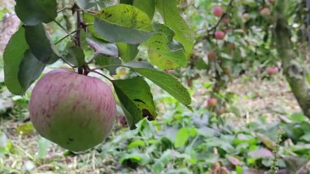 Söta Och Ekologiska Plommon Odlas Shou Shan Farm Berg Taiwan — Stockvideo