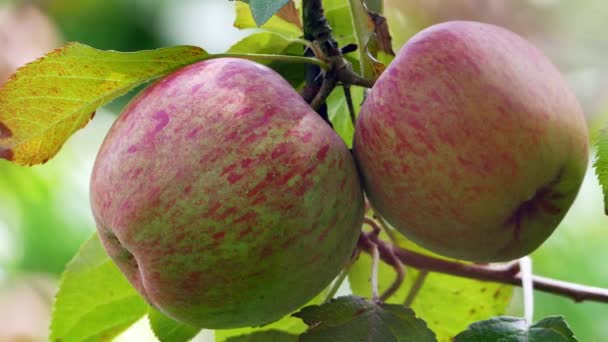 Ciruelas Dulces Orgánicas Cultivadas Montaña Shou Shan Farm Taiwán — Vídeos de Stock