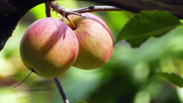 Prunes Douces Biologiques Cultivées Shou Shan Farm Montagne Taiwan — Video