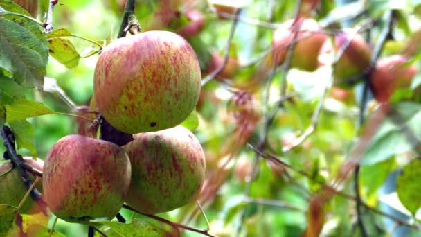 Süße Und Biologische Pflaumen Auf Dem Berg Shou Shan Farm — Stockvideo