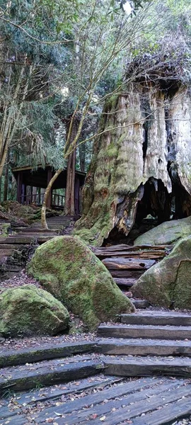 Zhushan Condado Nantou Diciembre 2021 Shanlinxi Forest Ecological Resort Ofrece — Foto de Stock