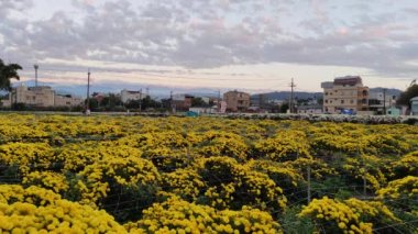 Tongluo Hangju Hayat Festivali, Miaoli County, Tayvan
