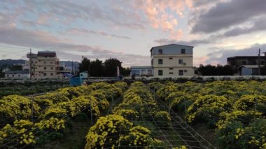 Tongluo Hangju Hayat Festivali, Miaoli County, Tayvan