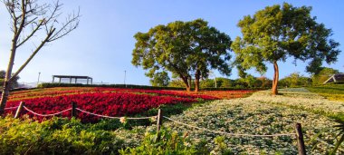San-Tseng-Chi Şehir Parkı açık güneşli bir günde, Tayvan 'ın Taipei şehrinde, Beitou İlçesi' nde, çiçek festivali sırasında, mavi gökyüzünün altında, tepede renkli çiçek tarlalarıyla