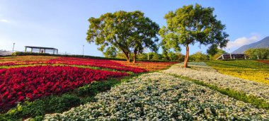 San-Tseng-Chi Şehir Parkı açık güneşli bir günde, Tayvan 'ın Taipei şehrinde, Beitou İlçesi' nde, çiçek festivali sırasında, mavi gökyüzünün altında, tepede renkli çiçek tarlalarıyla