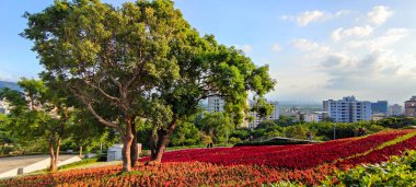San-Tseng-Chi Şehir Parkı açık güneşli bir günde, Tayvan 'ın Taipei şehrinde, Beitou İlçesi' nde, çiçek festivali sırasında, mavi gökyüzünün altında, tepede renkli çiçek tarlalarıyla