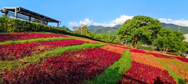 San-Tseng-Chi Şehir Parkı açık güneşli bir günde, Tayvan 'ın Taipei şehrinde, Beitou İlçesi' nde, çiçek festivali sırasında, mavi gökyüzünün altında, tepede renkli çiçek tarlalarıyla