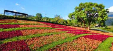 San-Tseng-Chi Şehir Parkı açık güneşli bir günde, Tayvan 'ın Taipei şehrinde, Beitou İlçesi' nde, çiçek festivali sırasında, mavi gökyüzünün altında, tepede renkli çiçek tarlalarıyla