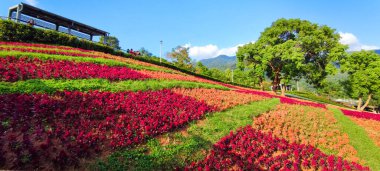 San-Tseng-Chi Şehir Parkı açık güneşli bir günde, Tayvan 'ın Taipei şehrinde, Beitou İlçesi' nde, çiçek festivali sırasında, mavi gökyüzünün altında, tepede renkli çiçek tarlalarıyla